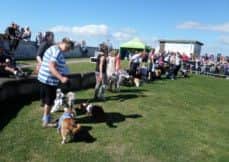 Some of the contestants with their pooches at Vintage By the Sea Festival.
