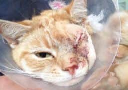 Rooney the cat, who lost his eye after being shot with air rifle. The pellet lodged in his neck.