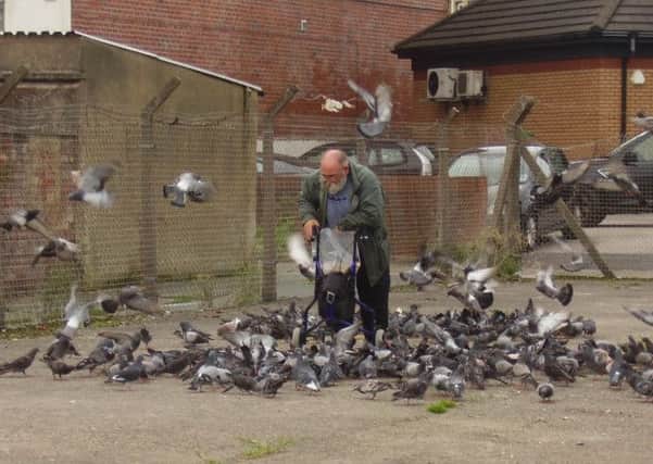 ORDER: Pigeon man John Wilkinson feeding the birds on wasteland near his home in Morecambe
