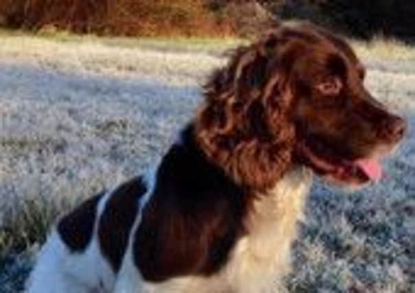 Police dog Alfie helped find a hidden stash of cash.