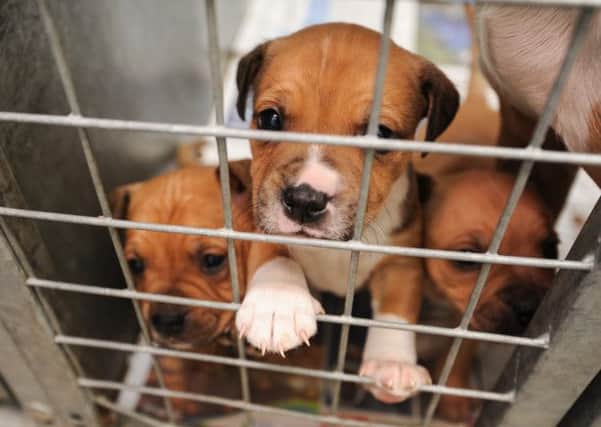 Babbington Rescue Centre. Pictured are puppies that were dumped near a canal with their mother.
