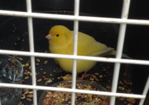 The lost canary found by Janet Horsfield in her garden in Quernmore.