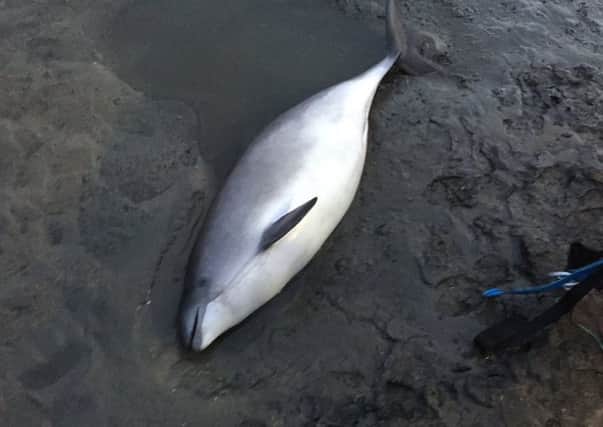 The harbour porpoise became stranded on the beach.
