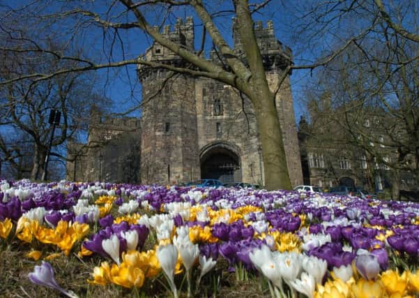 Spring has arived...crocuses on Castle Hill outside Lancaster Castle Prison. Picture Garth Hamer