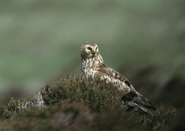 Three hen harriers have vanished in Lancashire. The RSPB has put up a £10,000 reward for any information that could uncover their fate.