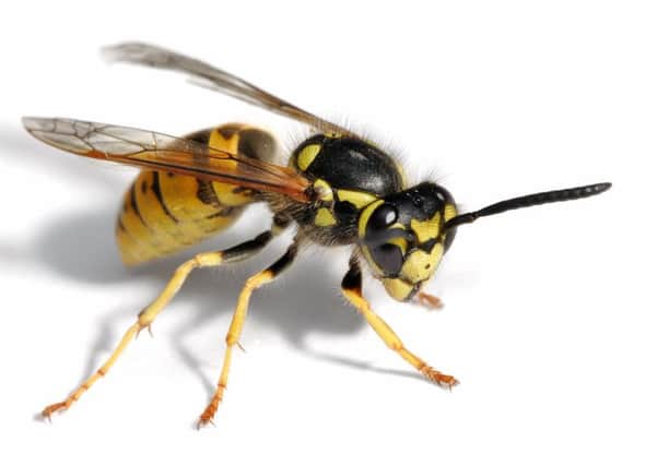 A European wasp.