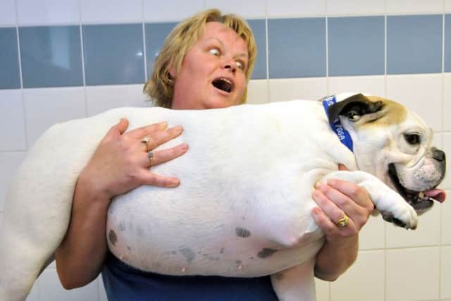 Veterinary nurse holding bulldog Daisy from Middlesbrough, as research by the PDSA suggests that four out of five vets have seen a rise in obese pets in the last two years. Photo: Ian McClelland/PDSA/PA Wire