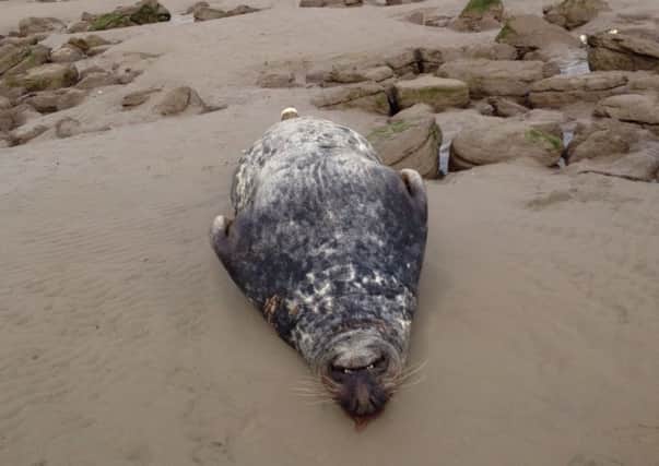Dead seal on Hest Bank shore. Picture by Lily Smith.