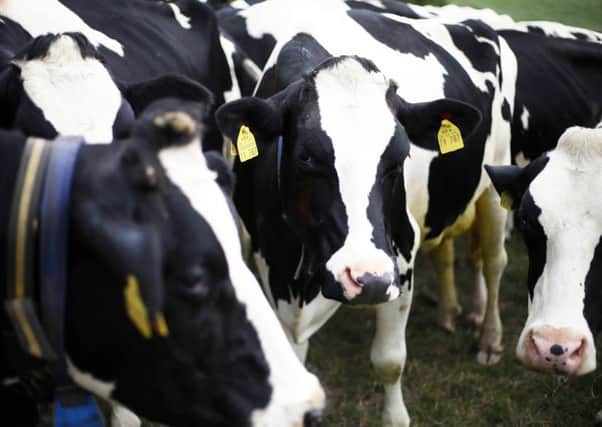 Cows graze in a field before being  milked. Photo: Steve Parsons/PA Wire