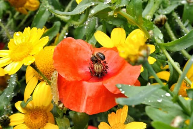 Picture by Julian Brown for LEP 24/08/15  honey bee on a flower in the Pollination Patch  Beekeepers feature, Crook O' Lune, Lancaster