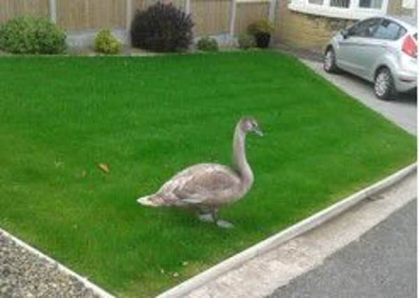 The young swan that was rescued by Wolfwood Animal Charity on Sunday morning.
