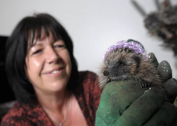 Angela Fenton is looking after three baby hedgehogs after she found them outside her property without parents.  People have donated knitted hats and money to help with their upkeep as the local sanctuary is currently closed.