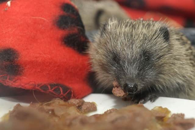 Angela Fenton is looking after three baby hedgehogs after she found them outside her property without parents.  People have donated knitted hats and money to help with their upkeep as the local sanctuary is currently closed.