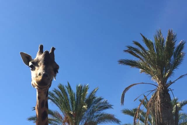 Fuerteventura travel review Nicola Adam Giraffe at Oasis Park