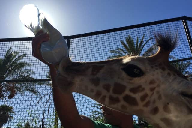 Fuerteventura travel review Nicola Adam Baby giraffe being bottle fed at Oasis Parrk
