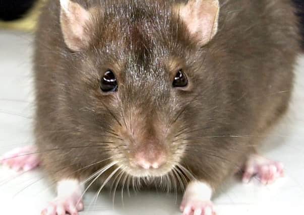 The number of rats being dealt with by the city council has risen.