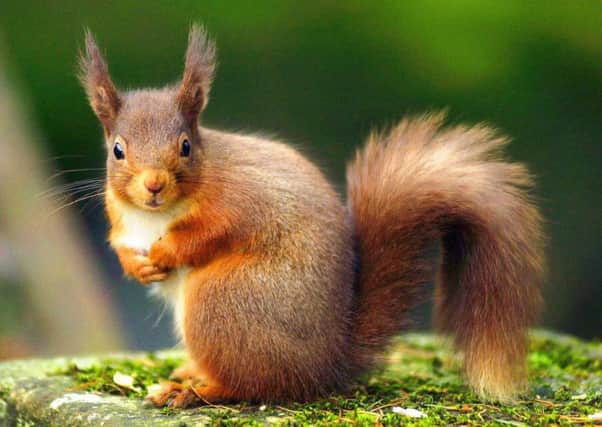 The endangered red squirrel.