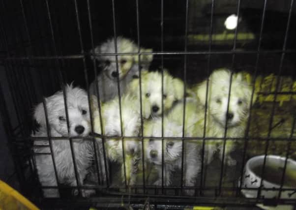 Puppies smuggled into the UK