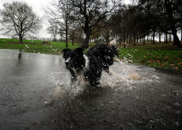 Duke takes a bath after flooding on Moor Park in Preston