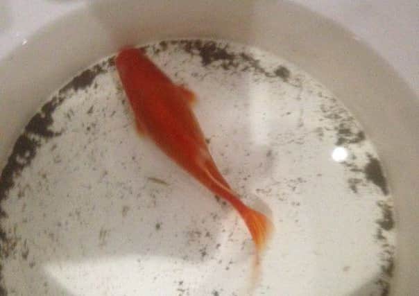 Fish found in street in Whalley after flooding. Pic: Liam Wilson