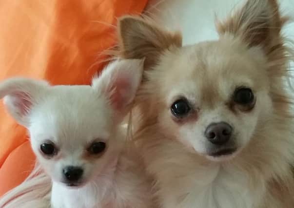 Attack victims Kenzo and Sanchez. Photo supplied by their owner Michelle Gregory.
