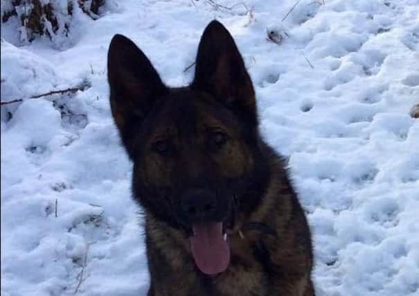Police dog Lancon Kato sniffed out a suspect hiding in a bed.