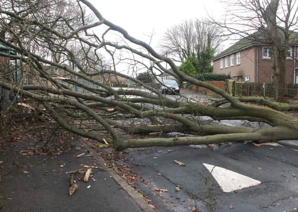 Fallen trees - just one of the dangers facing drivers on the roads in high winds