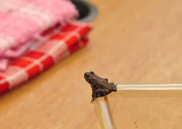 The tiny Oriental Fire-Bellied toads were spawned during recent power cuts.