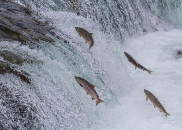 Salmon - listeria threat