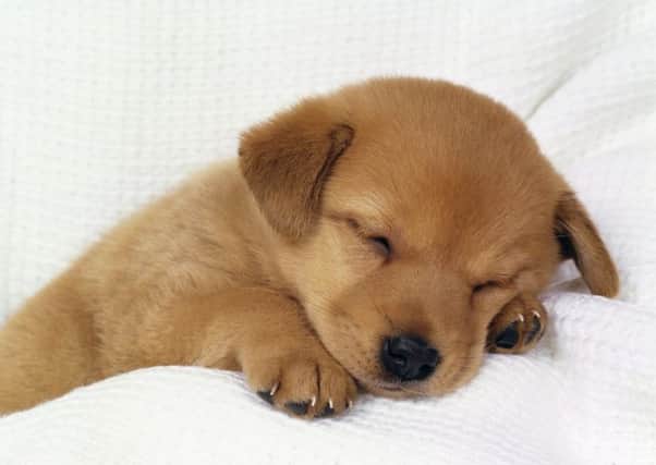 Image of cute puppy