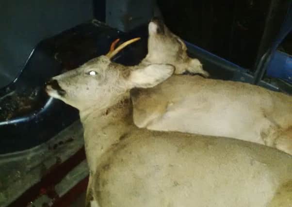 Deer carcasses were removed without permission.