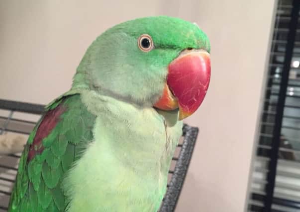 Rico the parrot who flew out of his owner's house but was reunited with his owner due to the power of social media.