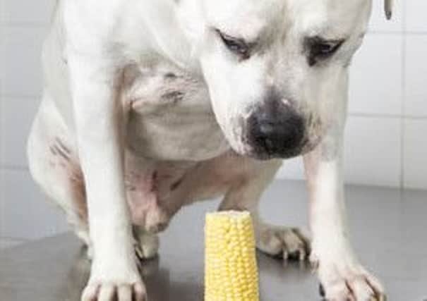 Hooch the American Bulldog is lucky to be alive after swallowing a corn on the cob