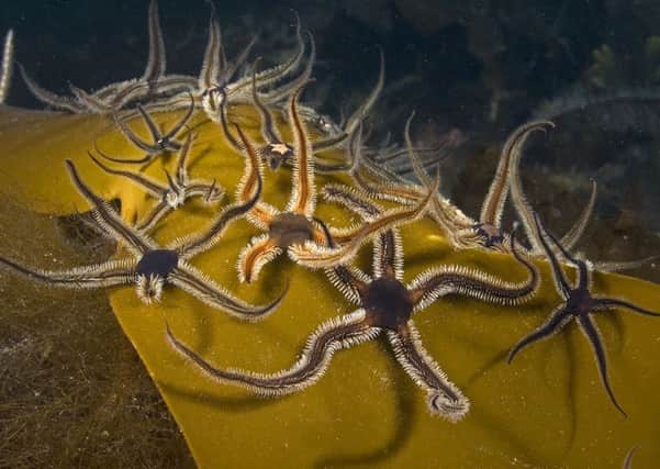 Black brittlestars. Picture by Paul Naylor.