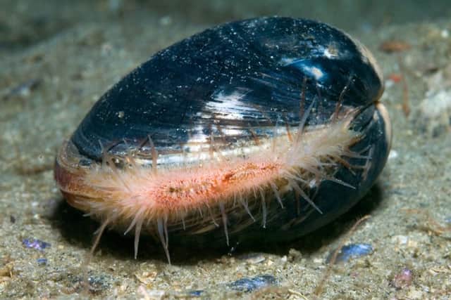 Arctic or Icelandic Ciprine, Ocean Quahog, Mahogany Clam, Mahogany Quahog, Black Quahog, or Black Clam (Arctica islandica) Loch Fyne, Scotland UK. A very long lived species which may be able to live for up to 400 years. Picture by Paul Kay.