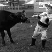 It looks like a struggle for this little lad trying to persuade his calf to move it at the 1984 Royal Lancashire Show