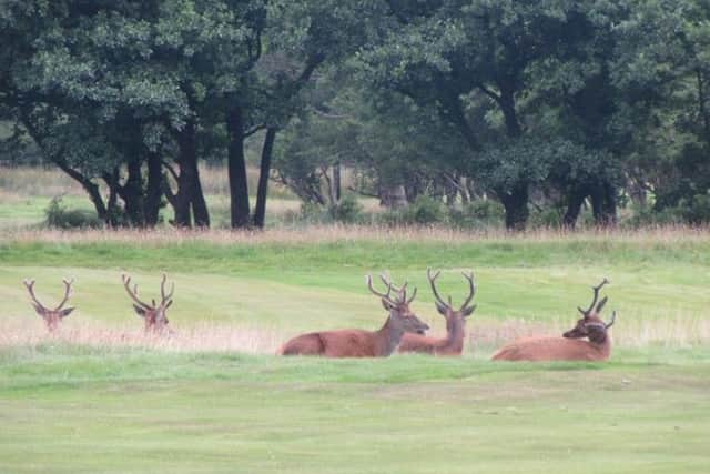 Stags and deer on Arran