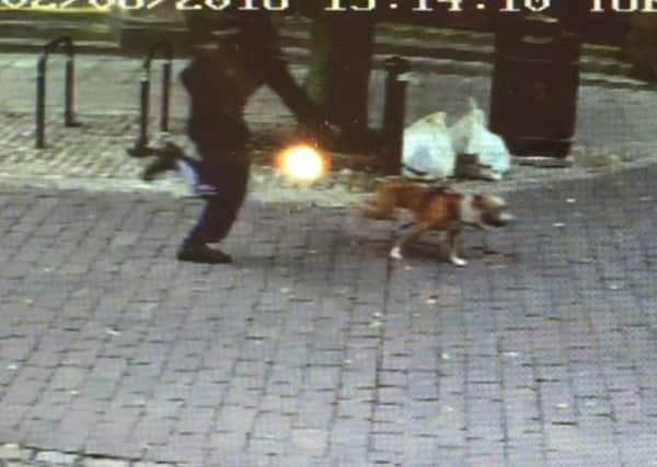 Police want to trace this dog and its owner after an attack on another dog in Lancaster city centre.