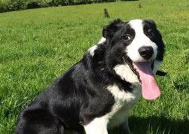 Have you seen Bill the blind black and white border collie?