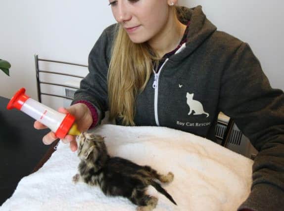 Emma Crompton, of Bay Cat Rescue in Lancaster.