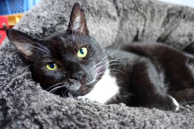 Jester, Bay Cat Rescue's longest resident, an older boy who is overlooked.