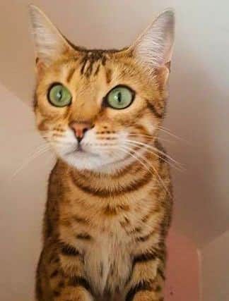 Poppy, one of the dumped four breeding bengals, who needs a home from Bay Cat Rescue.