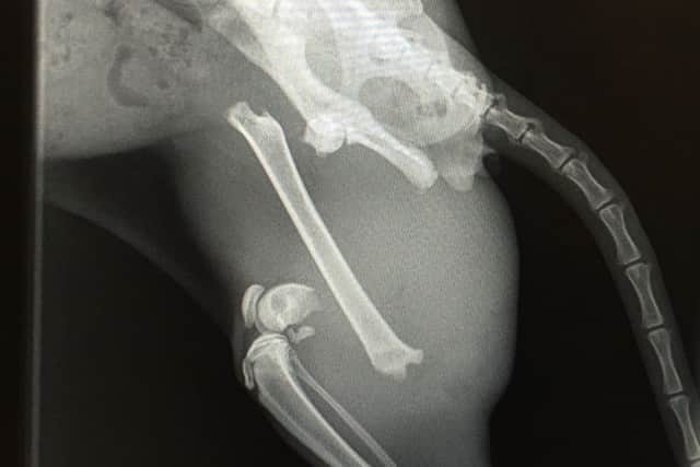 Tommy's x-ray shows the extent of his injuries. This leg will probably have to be amputated.