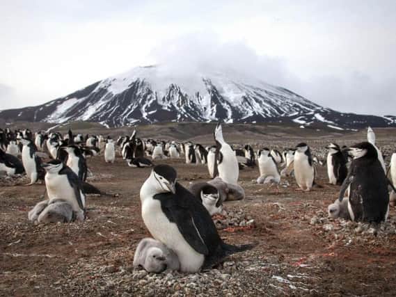 Chinstrap penguins and their chicks cover the slope of Zavodovski Island, an active volcano in the Southern Ocean