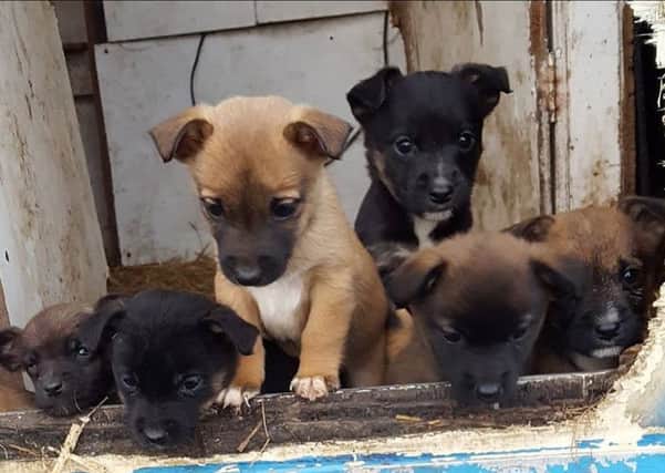Puppies stolen from Barlow's Farm in Bickershaw