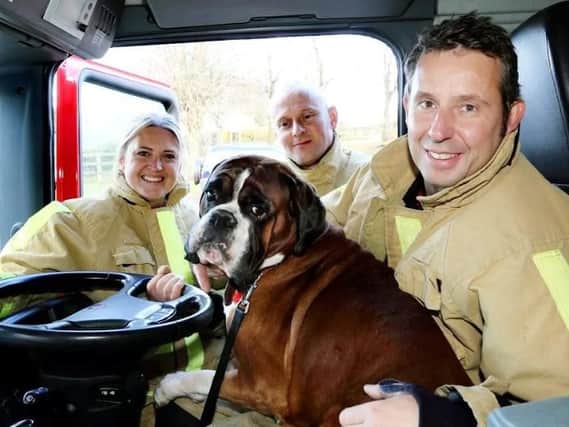 Ralph the Boxer dog from Telford,ticking off a ride in a fire engine with Shropshire firefighters