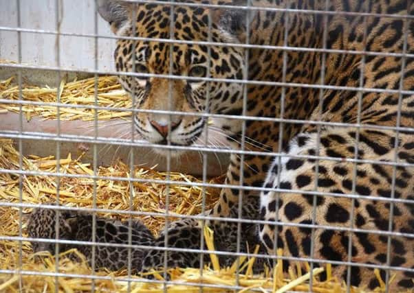 Jaguar and cub at South Lakes Safari Zoo