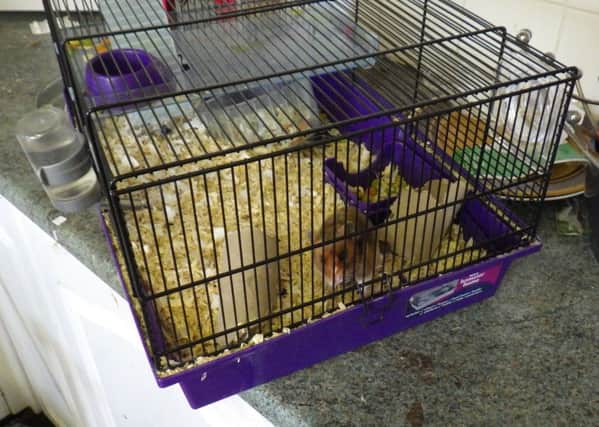 The hamster was discovered by police in its cage inside a cupboard.