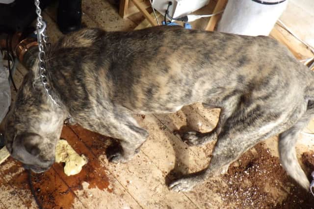 Troy, a Mastiff type dog, weighed under four stone when he was found.