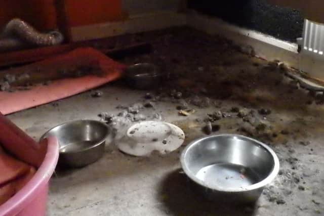 The house where the animals were found was covered in faeces and urine.